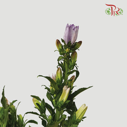 Campanula Light Purple - Pudu Ria Florist Southern