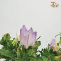 Campanula Light Purple - Pudu Ria Florist Southern