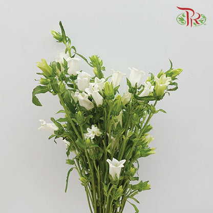 Campanula White - Pudu Ria Florist Southern