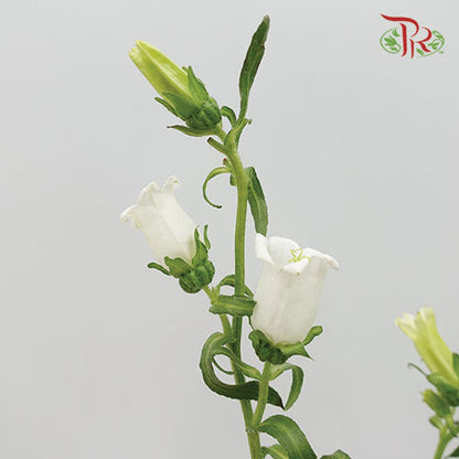 Campanula White - Pudu Ria Florist Southern