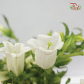 Campanula White - Pudu Ria Florist Southern