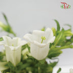 Campanula White - Pudu Ria Florist Southern