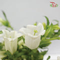 Campanula White - Pudu Ria Florist Southern