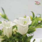 Campanula White - Pudu Ria Florist Southern