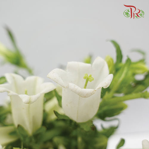 Campanula White - Pudu Ria Florist Southern