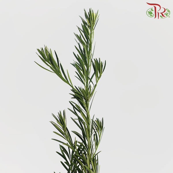Carnation Leaf (L) - Pudu Ria Florist Southern