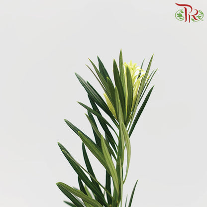 Carnation Leaf (L) - Pudu Ria Florist Southern