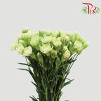 Carnation Spray Green (18-20 Stems) - Pudu Ria Florist Southern