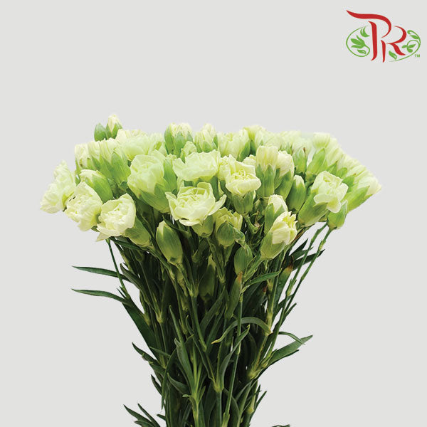 Carnation Spray Green (18-20 Stems) - Pudu Ria Florist Southern