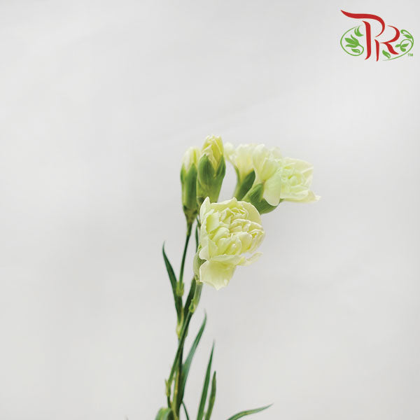Carnation Spray Green (18-20 Stems) - Pudu Ria Florist Southern