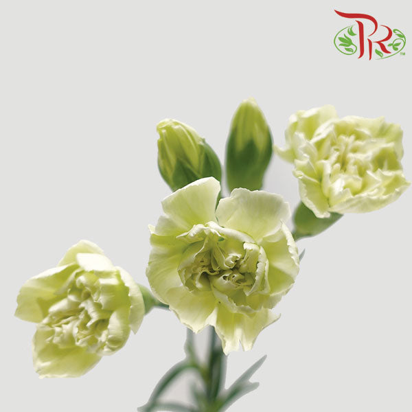 Carnation Spray Green (18-20 Stems) - Pudu Ria Florist Southern