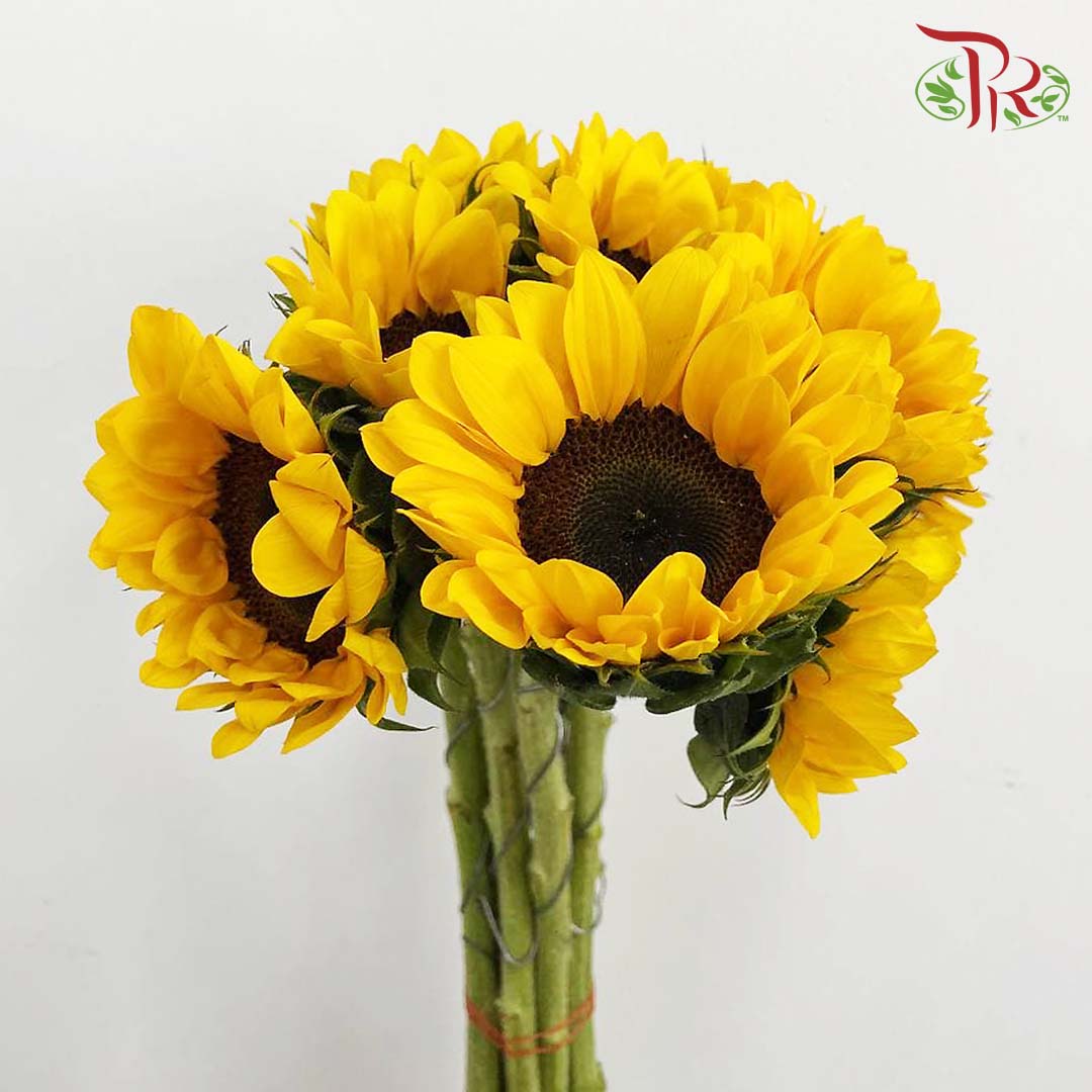 Sunflowers (5 Stems) - Pudu Ria Florist Southern