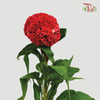 Celosia Red - Pudu Ria Florist Southern