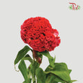 Celosia Red - Pudu Ria Florist Southern