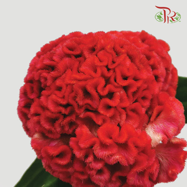Celosia Red - Pudu Ria Florist Southern