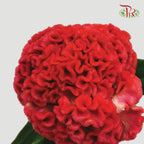 Celosia Red - Pudu Ria Florist Southern