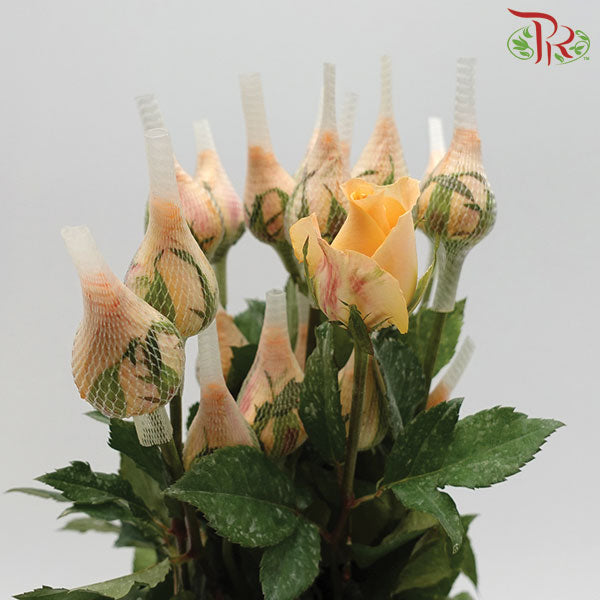 Rose Net Champagne (19-20 Stems) - Pudu Ria Florist Southern