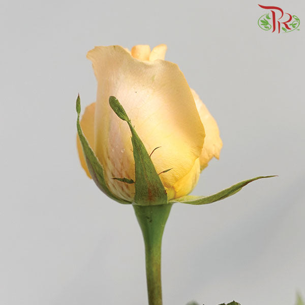 Rose Net Champagne (19-20 Stems) - Pudu Ria Florist Southern