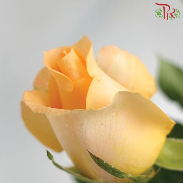 Rose Net Champagne (19-20 Stems) - Pudu Ria Florist Southern