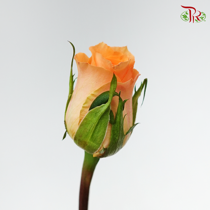 Rose Queen's Day (8-10 Stems) - Pudu Ria Florist Southern