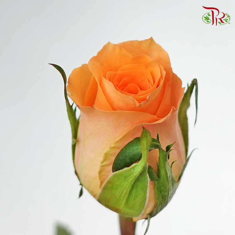 Rose Queen's Day (8-10 Stems) - Pudu Ria Florist Southern