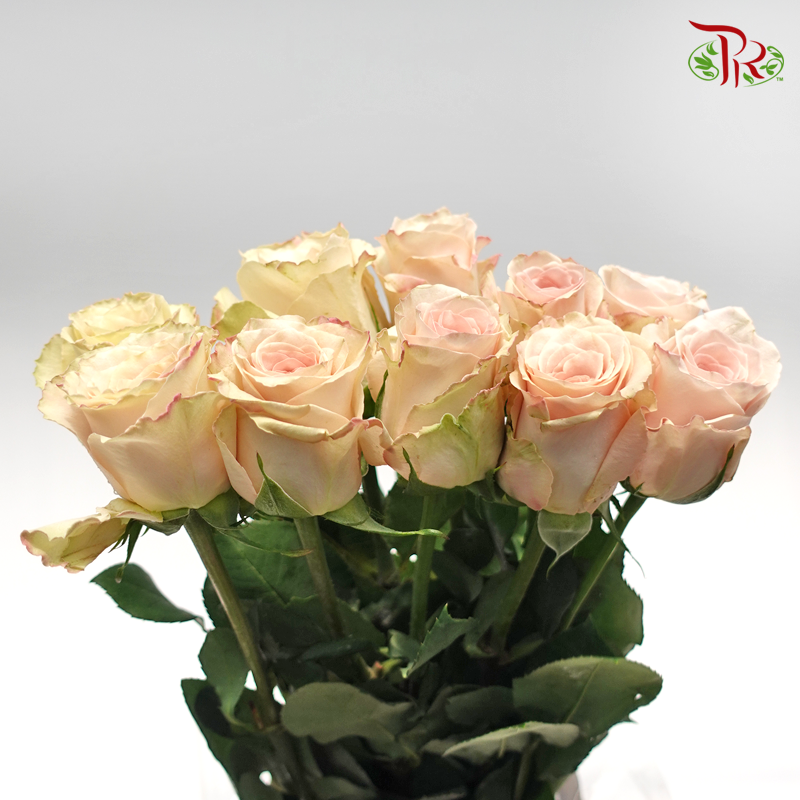 Rose Quicksand (8-10 Stems) - Pudu Ria Florist Southern