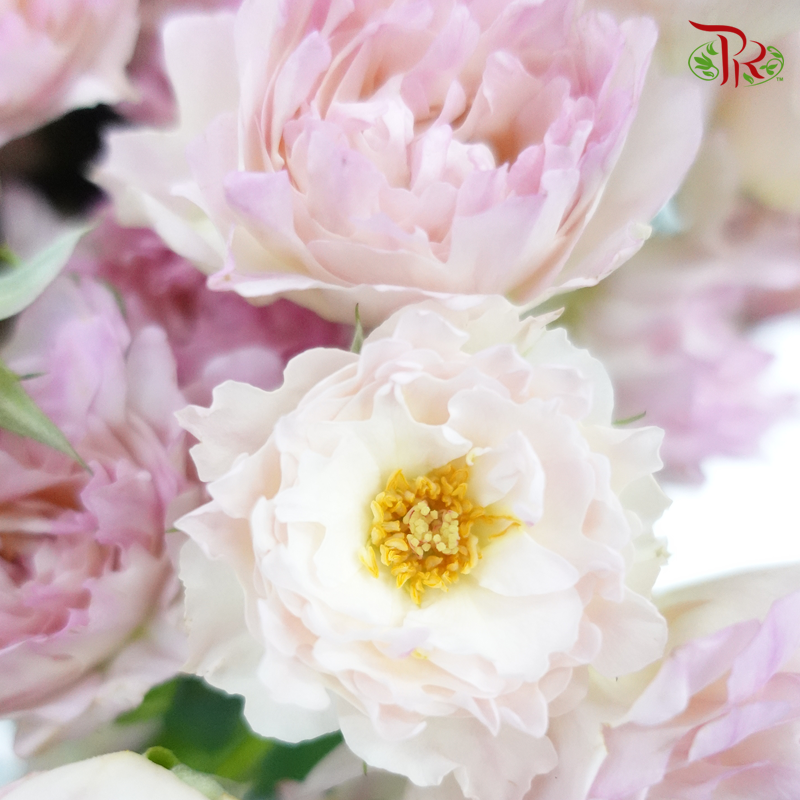 Rose Spray Special Pink (8-10 Stems) - Pudu Ria Florist Southern