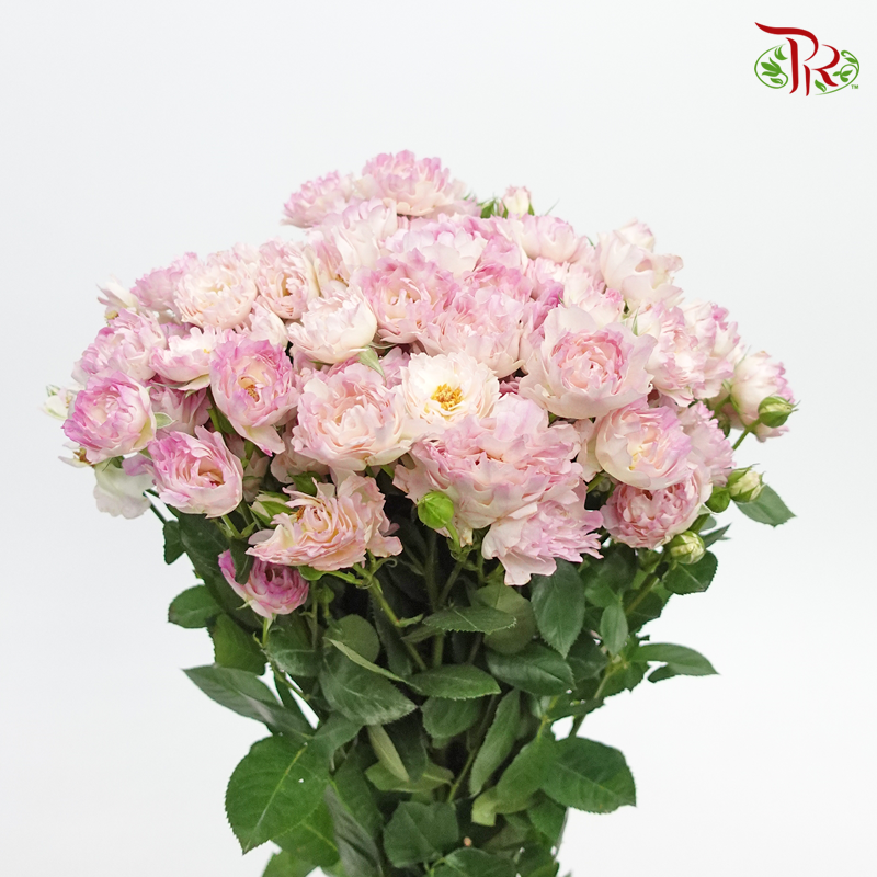 Rose Spray Special Pink (8-10 Stems) - Pudu Ria Florist Southern