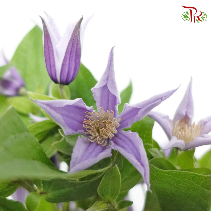 Clematis Light Purple - 5 Stems - Pudu Ria Florist Southern