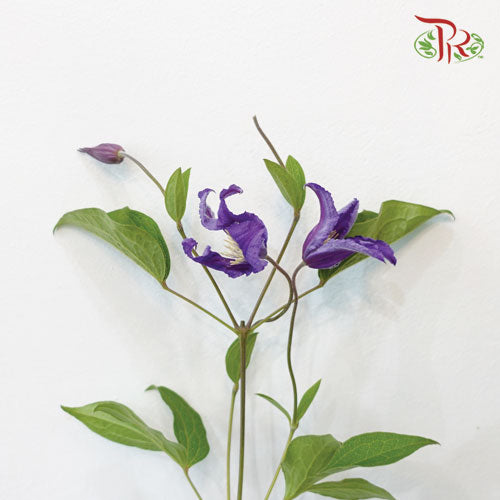 Clematis Purple - 5 Stems - Pudu Ria Florist Southern