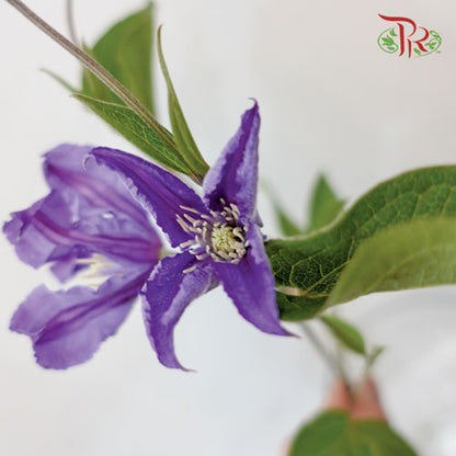 Clematis Purple - 5 Stems - Pudu Ria Florist Southern