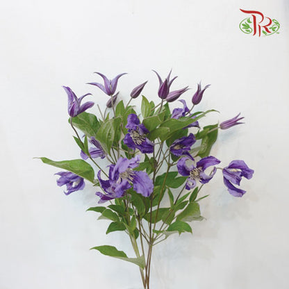 Clematis Purple - 5 Stems - Pudu Ria Florist Southern
