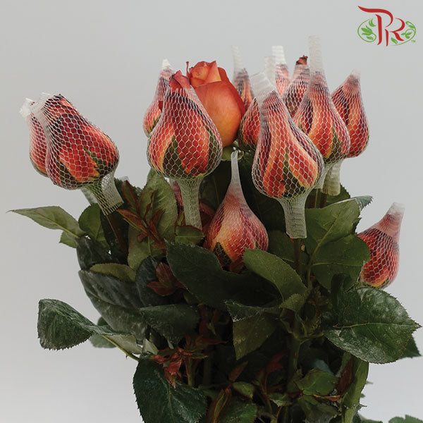 Rose Coffee Time (19-20 Stems) - Pudu Ria Florist Southern