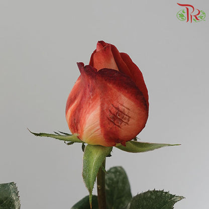 Rose Coffee Time (19-20 Stems) - Pudu Ria Florist Southern