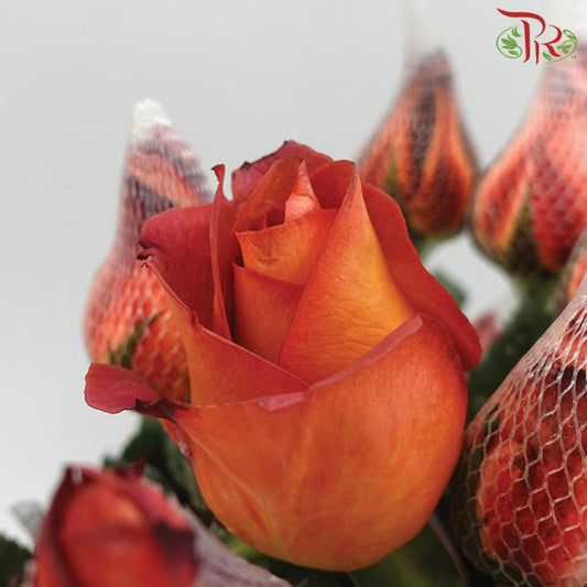 Rose Coffee Time (19-20 Stems) - Pudu Ria Florist Southern