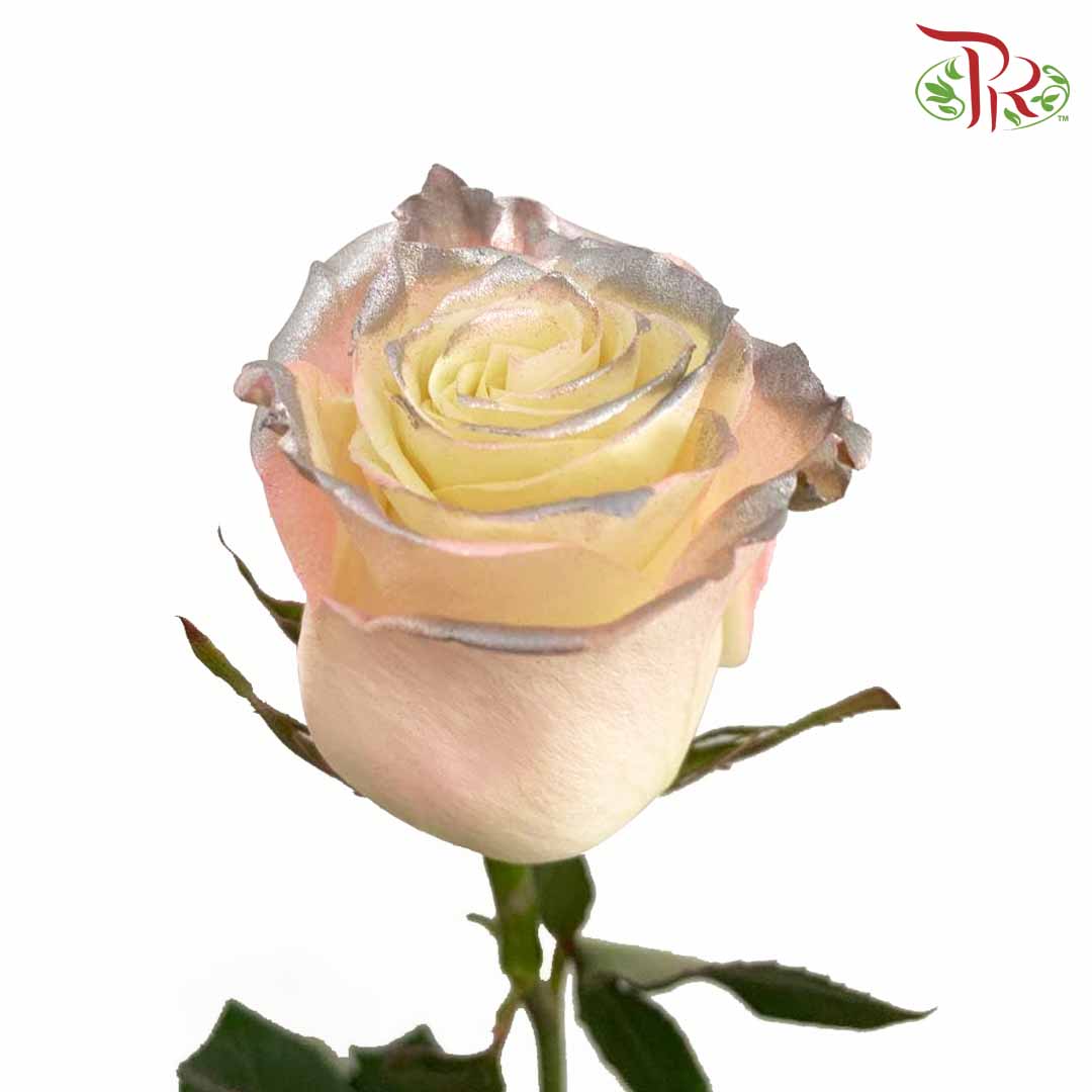 Rose Sky Pearl (8-10 Stems) - Pudu Ria Florist Southern