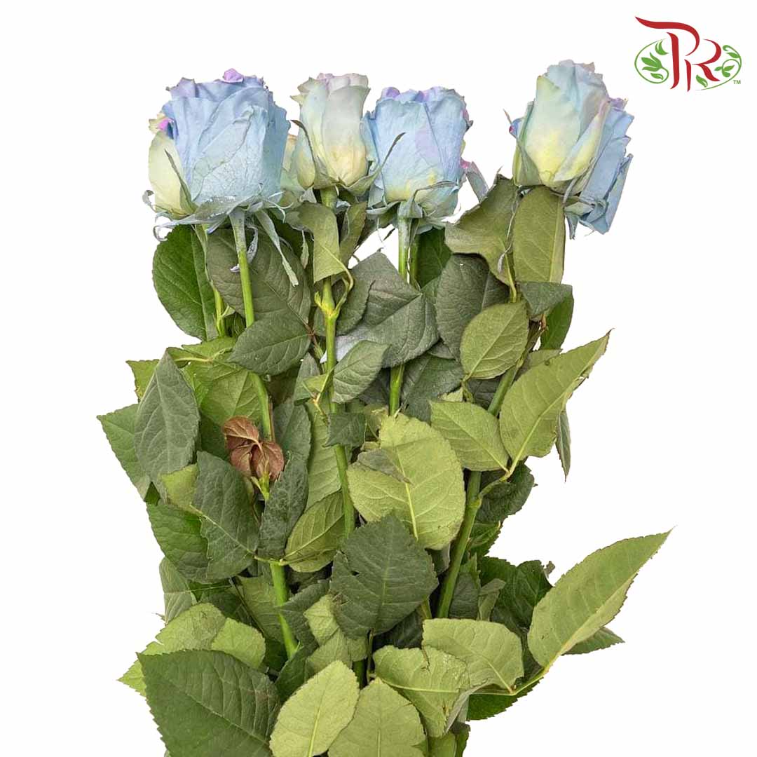 Rose Seahorse (8-10 Stems) - Pudu Ria Florist Southern