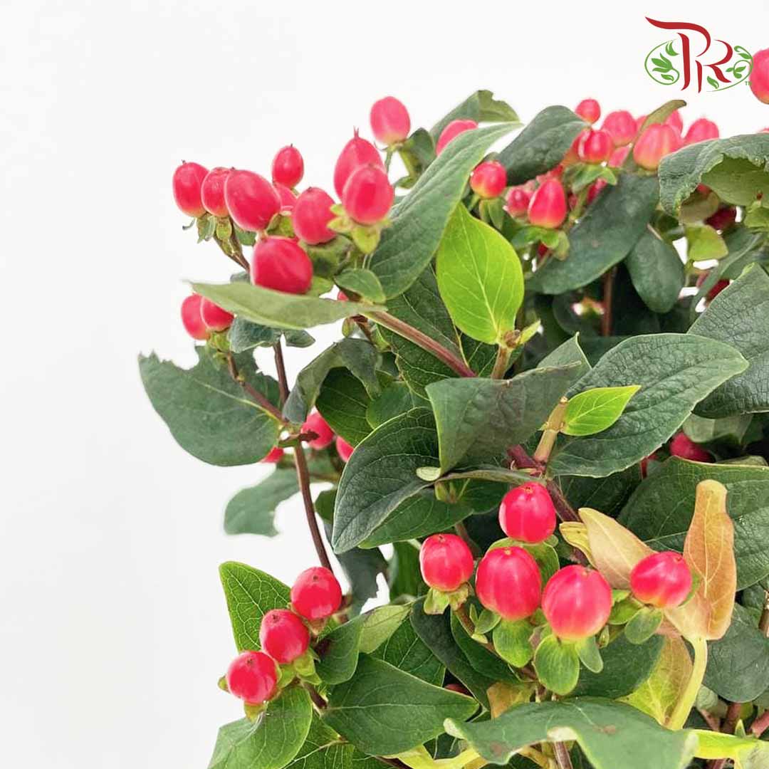 Berry Hypericum Red - (Per Bunch) - Wholesale flowers delivery in JB ...