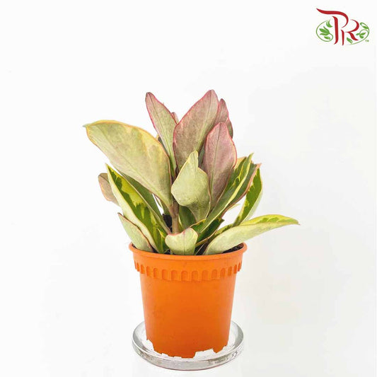 Peperomia Jewelry - Pudu Ria Florist Southern