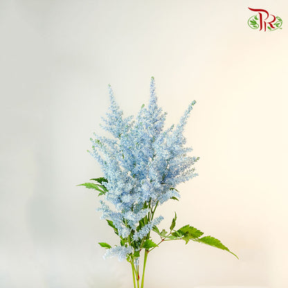 Astilbe Light Blue (4-5 Stems) - Pudu Ria Florist Southern