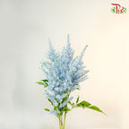 Astilbe Light Blue (4-5 Stems) - Pudu Ria Florist Southern