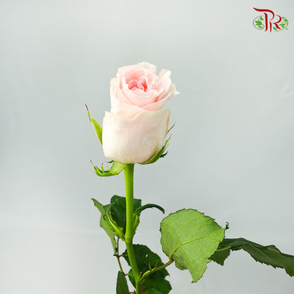 Rose Revival (8-10 Stems) - Pudu Ria Florist Southern