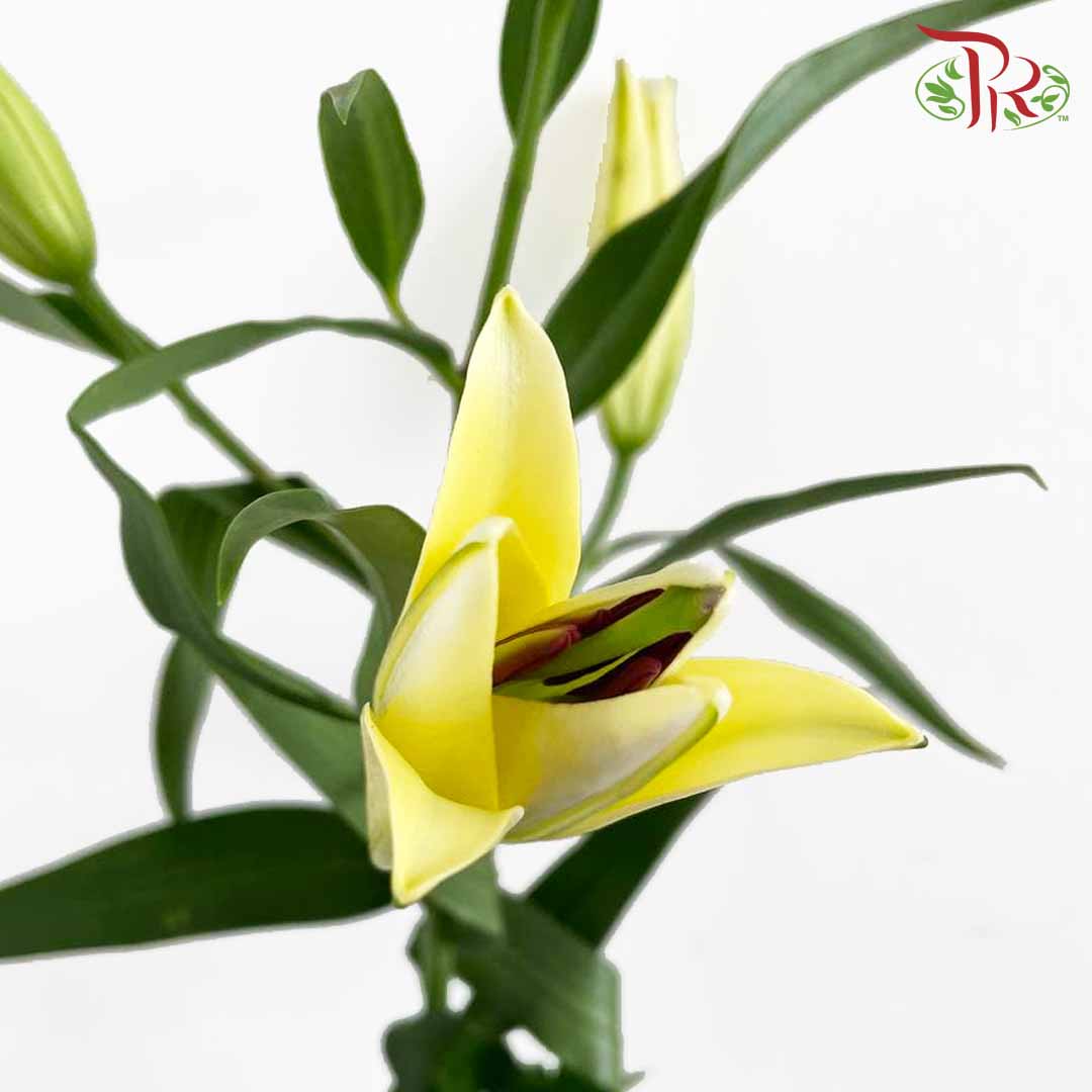 Lily Yellow (5 Stems) - Pudu Ria Florist Southern