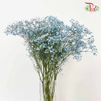 Baby's Breath Blue (8-10 Stems) - Pudu Ria Florist Southern