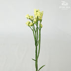 Statice Yellow - Pudu Ria Florist Southern