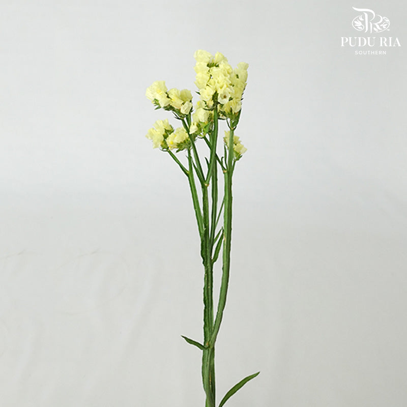 Statice Yellow - Pudu Ria Florist Southern