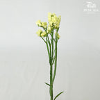 Statice Yellow - Pudu Ria Florist Southern