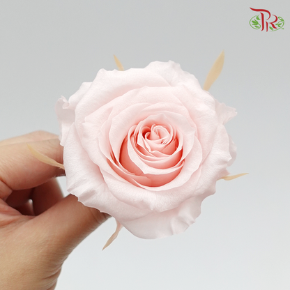 Preservative Full Bloom Rose (6 Blooms) - Light Pink - Pudu Ria Florist Southern