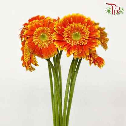 Gerbera Gold Orange (8-10 Stems) - Pudu Ria Florist Southern