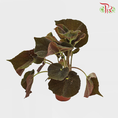 Begonia - Masoniana River - Pudu Ria Florist Southern